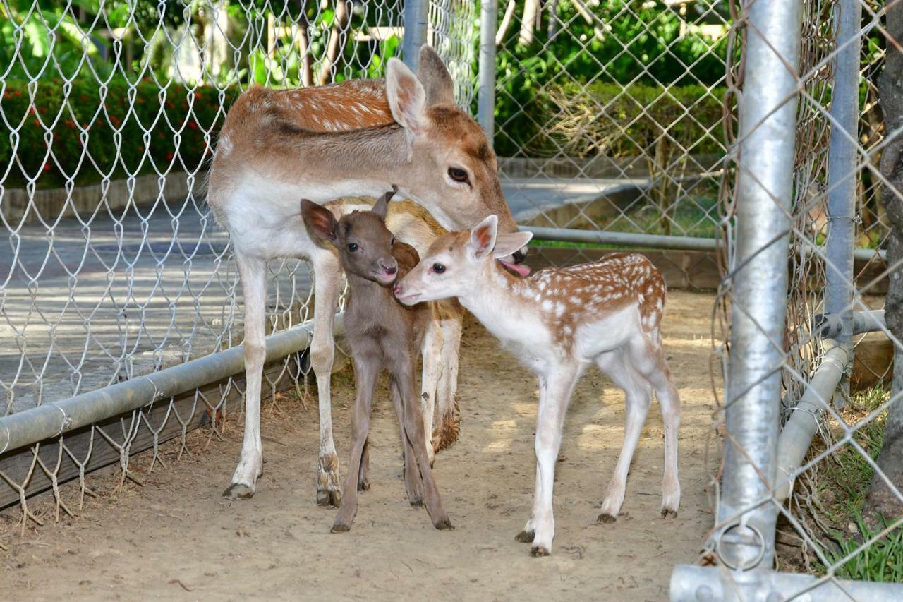 垦丁大街 垦丁福华渡假饭店酒店 外观 照片 Fallow deer