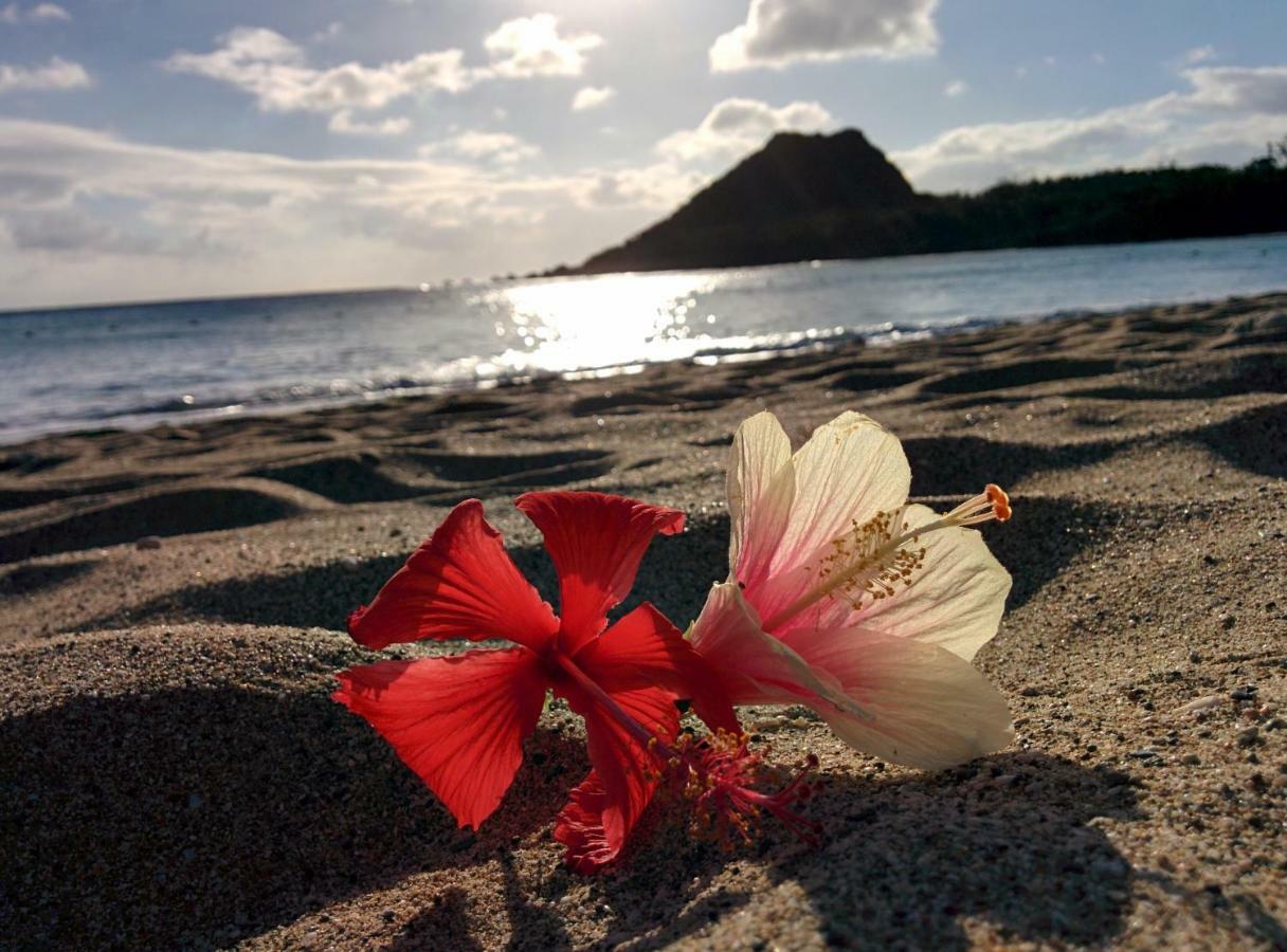 垦丁大街 垦丁福华渡假饭店酒店 外观 照片 Hibiscus flower on a beach